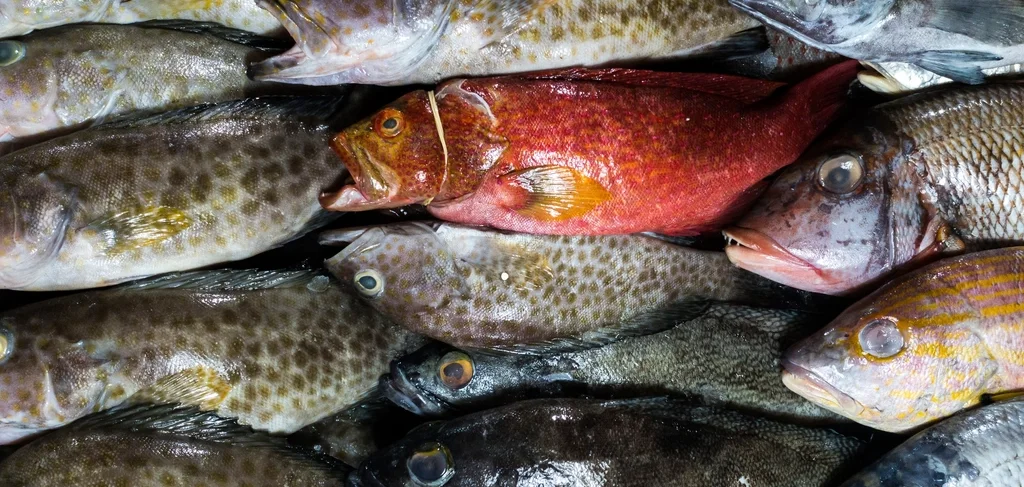 Fresh whole fish on ice at a seafood market
